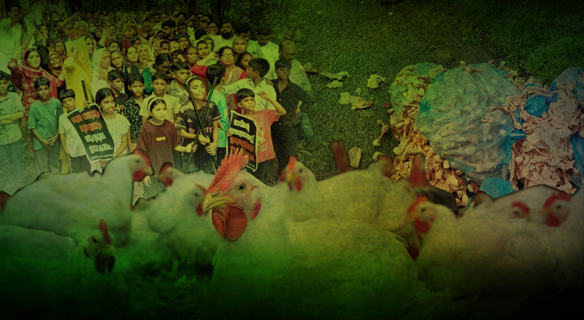 പരാജയം തുടർക്കഥയായ കോഴിമാലിന്യ സംസ്കരണം