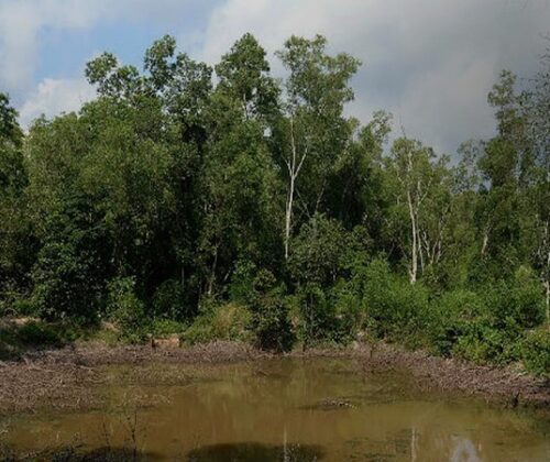 വനവൽക്കരണ ഫണ്ട് തട്ടിപ്പ്: അദാനി നൽകിയ കോടികൾ എവിടെപ്പോയി?