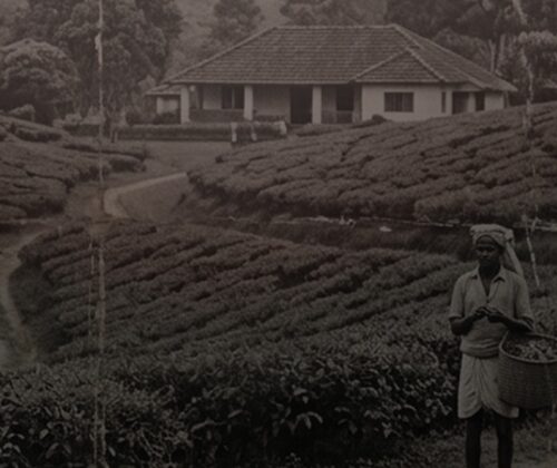 തോട്ടംഭൂമി: 1970ലെ റിപ്പോർട്ട് കുഴിച്ചുമൂടിയത് ആര് ?
